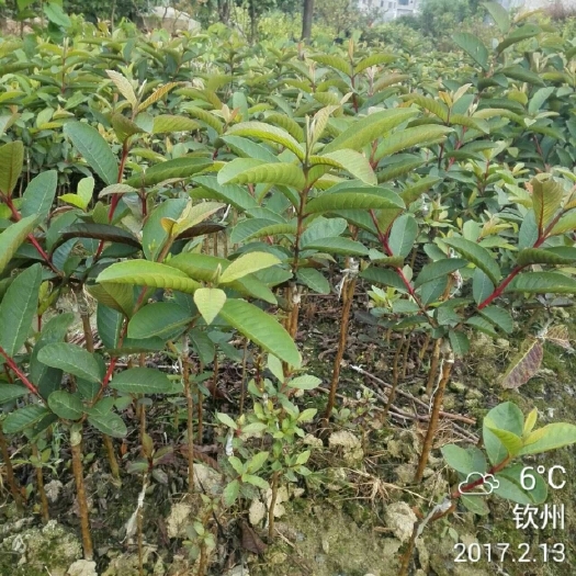 东莞市红心芭乐番石榴苗