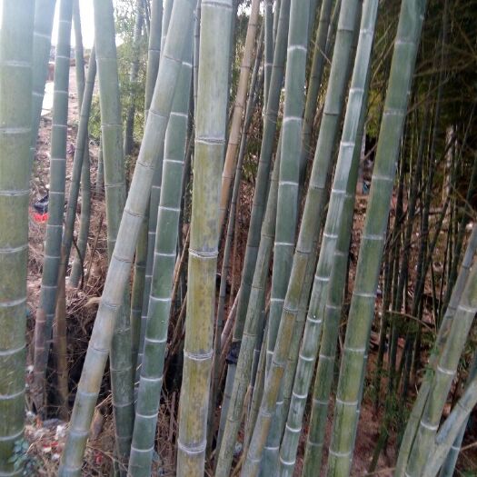 黎平县楠竹