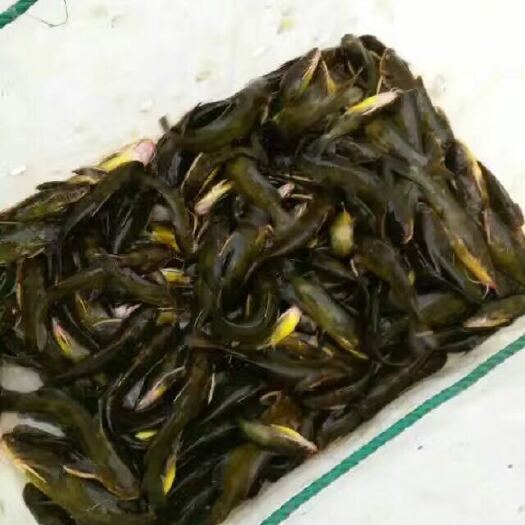 湖州黄颡鱼苗