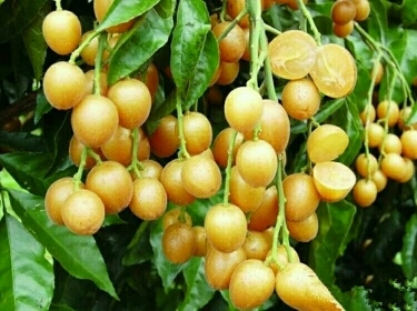 灵山县无核黄皮果苗