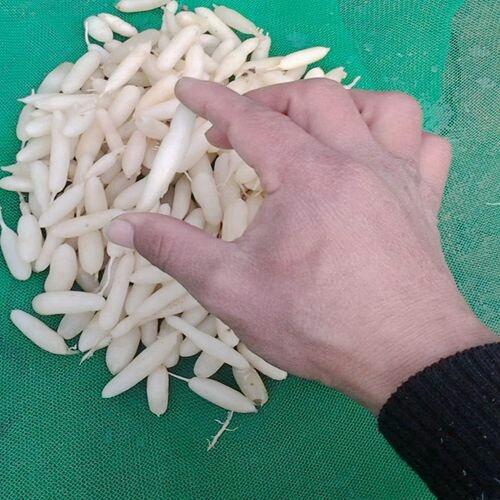 麦冬  新鲜现挖的果