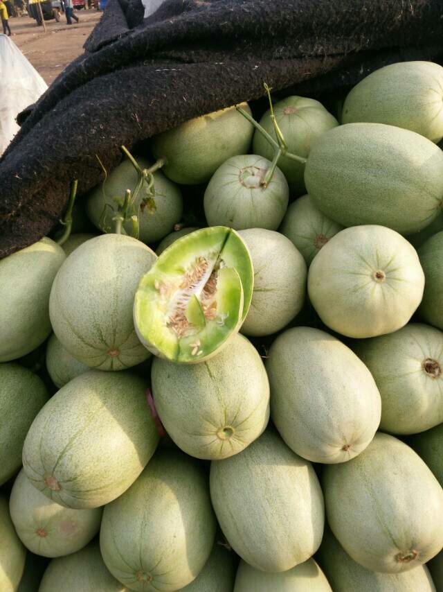  东方蜜一号甜瓜，甜瓜香瓜哈密瓜基地，品种上百种