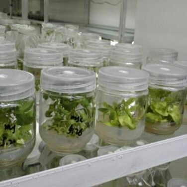 鸡泽县洋姜  南菊1号