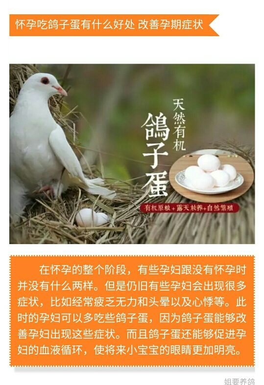  智崽品牌鸽子蛋，高品质天然绿色无污染，宝宝放心的选择。