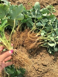 临沂99号草莓苗 地栽苗 10~20公分
