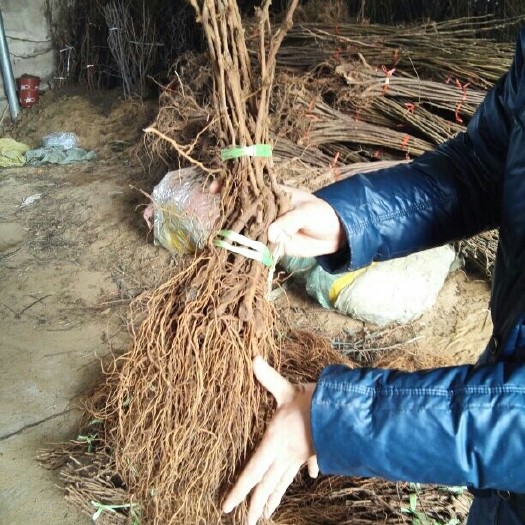 泰安巨峰葡萄苗