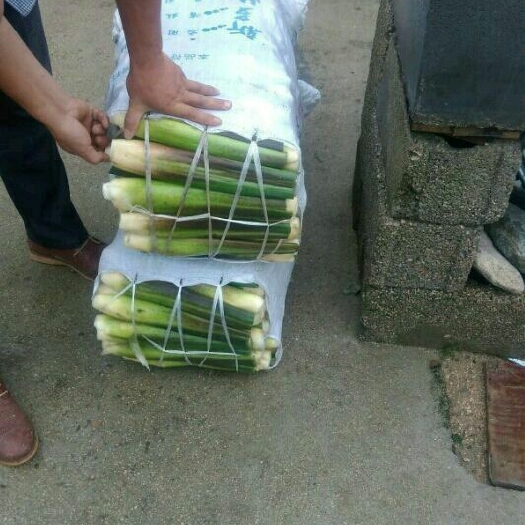 岳西县 单季双季老根 茭白种苗  芽头多 产量高
