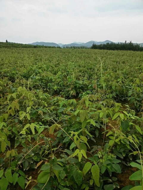 古丈县八月瓜苗  纯紫色