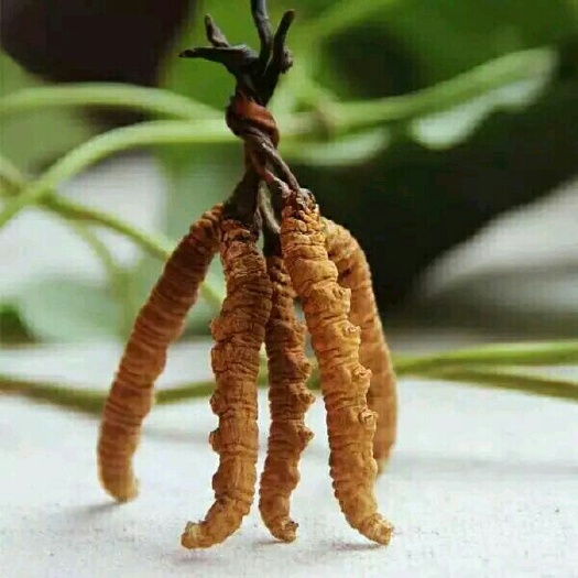 冬虫夏草  精选无断草高海拔青藏特产1克3根根根精选无断草