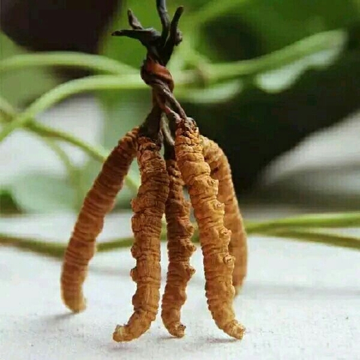 西宁冬虫夏草  精选无断草高海拔青藏特产1克3根根根精选无断草