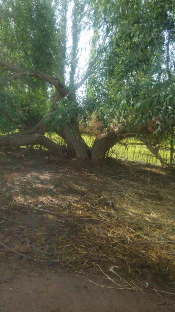 香梨 新疆土地种植的果品，大自然给你、我、它的馈赠，没什么说的干吧