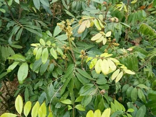 灵山县石硖苗 