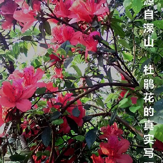 剑河县春鹃 0.5~1米 