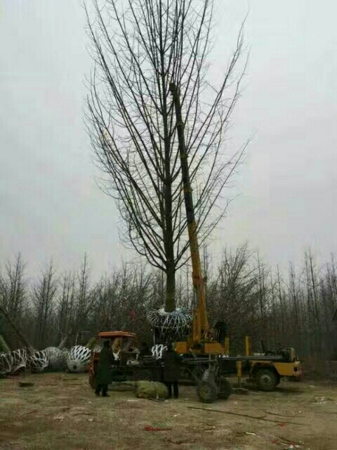 银杏实生树