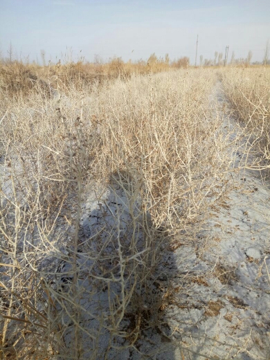 黑枸杞苗