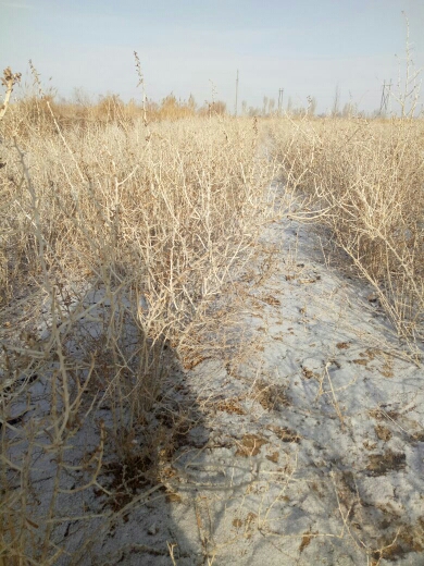 黑枸杞苗