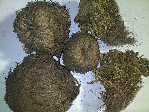 大姚县卷柏