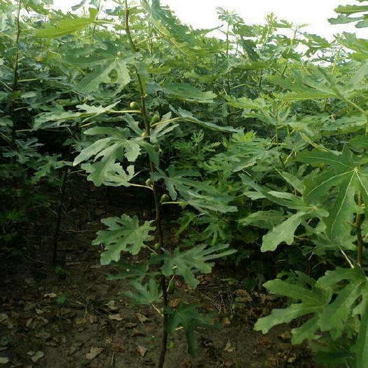 平邑县布兰瑞克 