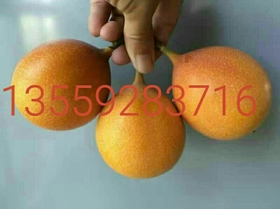 南靖县黄果苗 