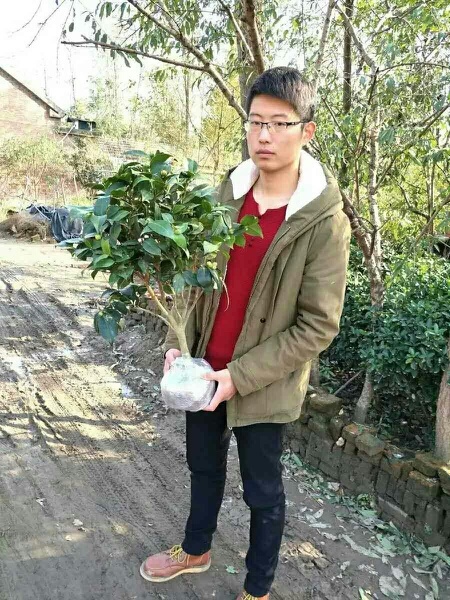 沭阳县山茶花 10~20cm