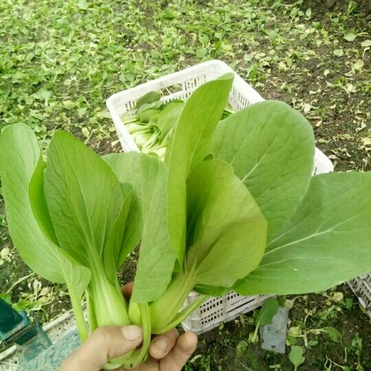 南通上海青  精品青菜