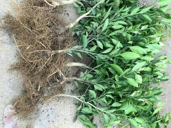 沭阳县脆皮金桔苗
