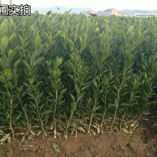 沭阳县大五星