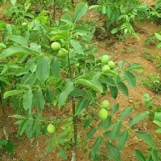 泰安8518核桃苗