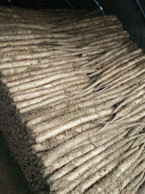 临漳县白玉山药 70~90cm 