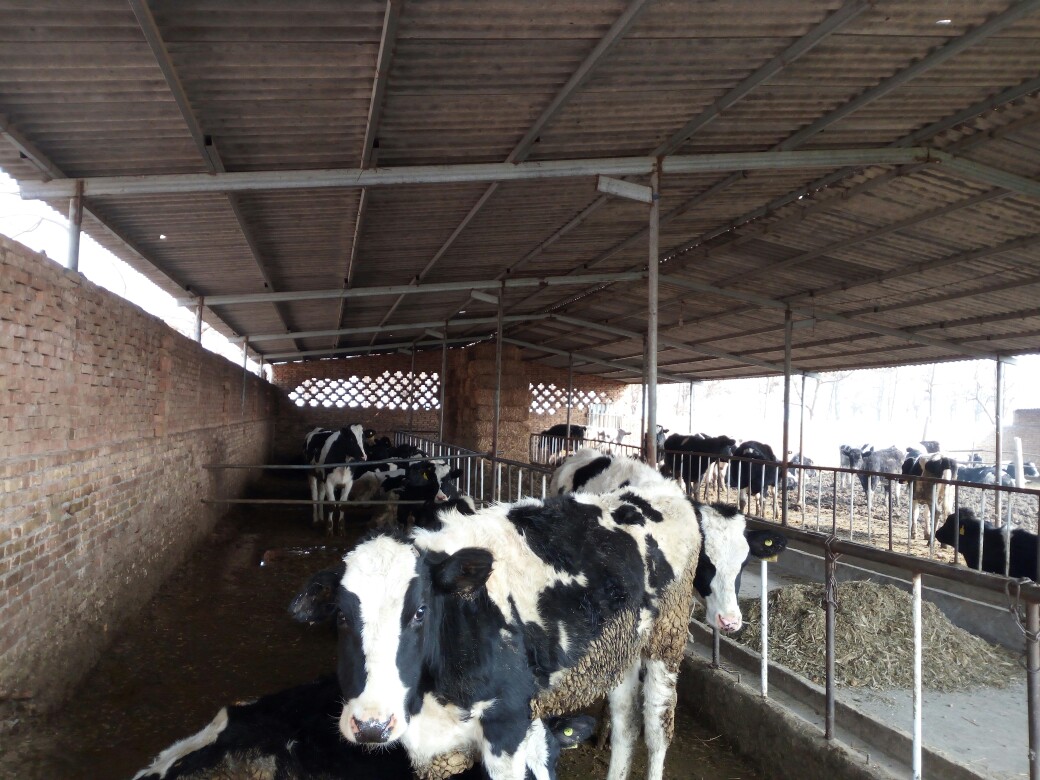 乾县奶牛 200-300斤 母牛