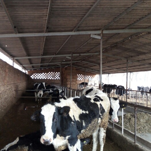 乾县奶牛 200-300斤 母牛