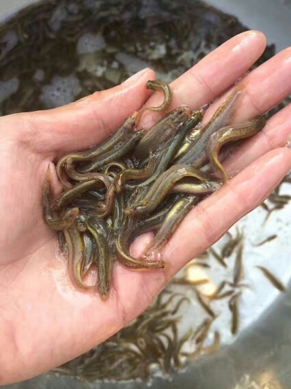 广州泥鳅苗