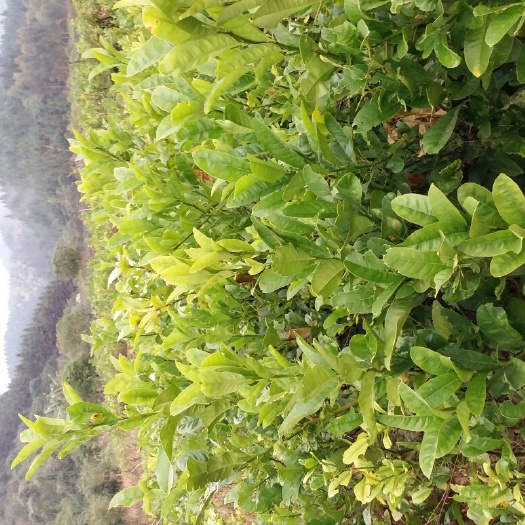 桂林佛手柑苗