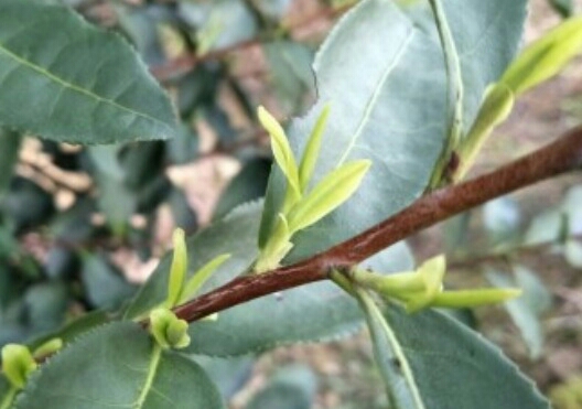 三江绿茶