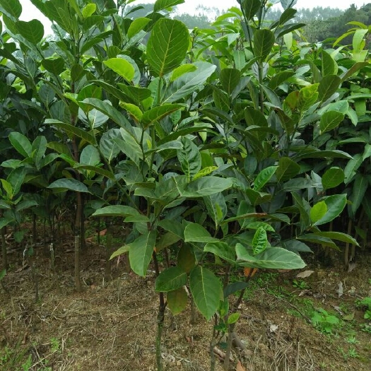 灵山县马来西亚一号菠萝蜜苗