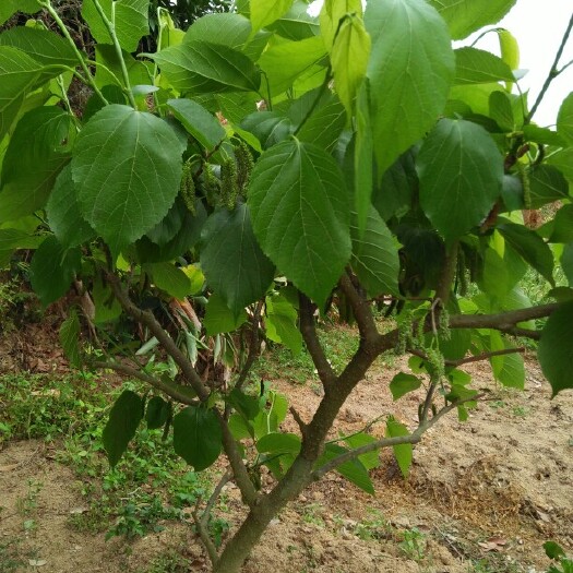 灵山县长果桑苗 