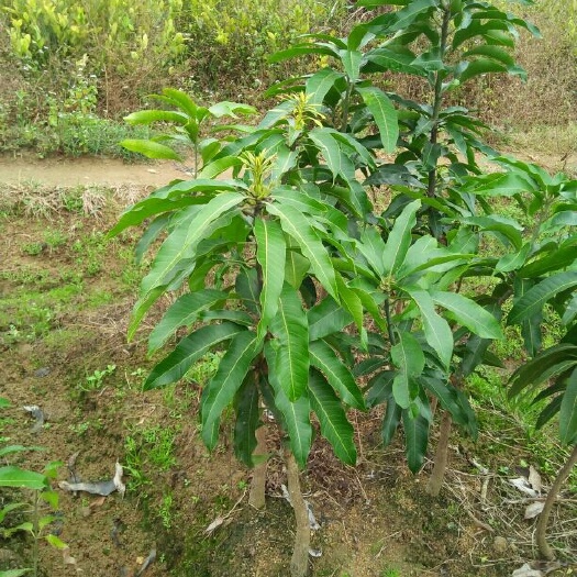 灵山县台农芒果苗