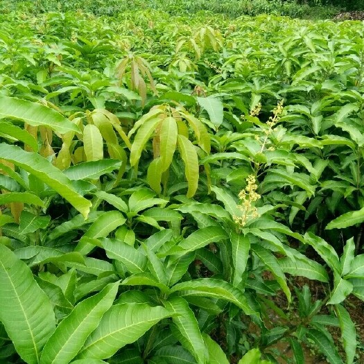 灵山县金煌芒果苗 广西百家苗园苗场，常年供应各种优质水果苗