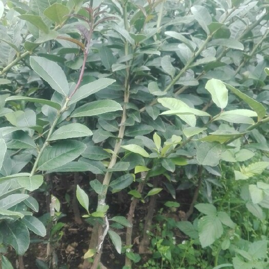 容县香水柠檬苗 