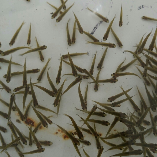 批发草鱼苗，草鱼夏花，草鱼水花，乌子