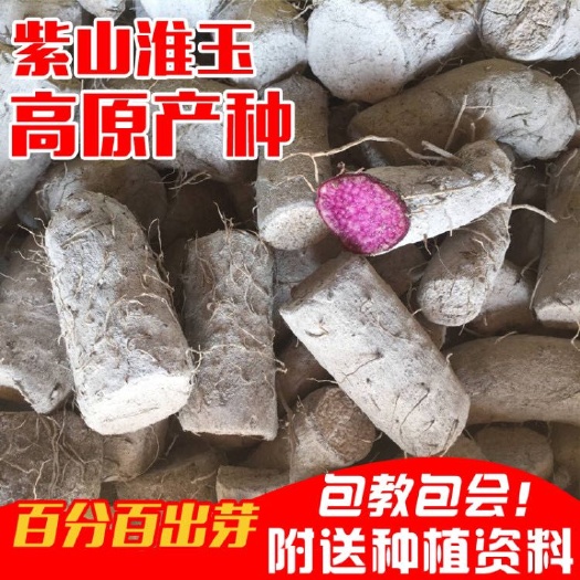 藤县山药种子