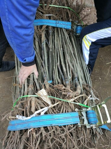 泰安泰山板栗苗 嫁接板栗苗基地批发包成活 不活免费补苗