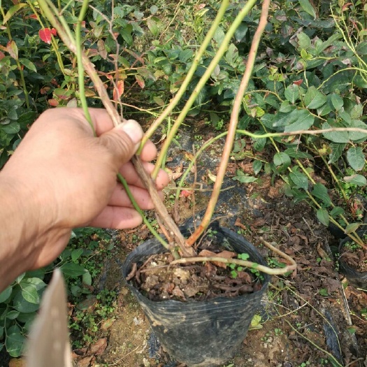 泰安兔眼蓝莓苗 哪里卖，基地批发零售