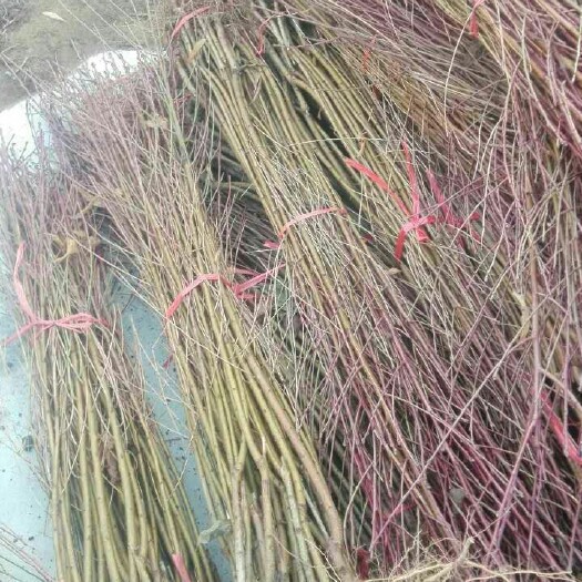 泰安映霜红桃苗 映霜红桃树免费提供栽种技术包成活 不活包赔付