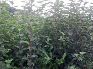 泰安红富士苹果苗 0.5~1米