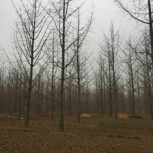 邳州市银杏实生树