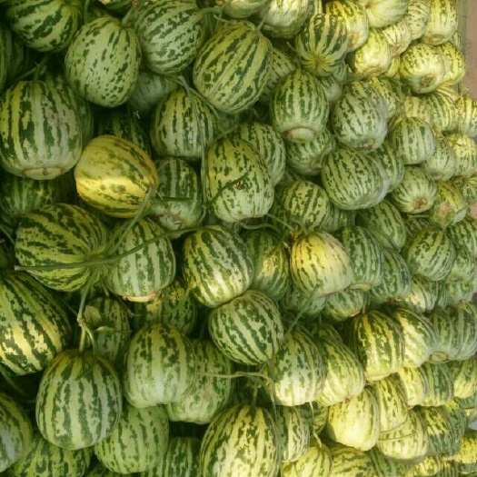 莘县 花蕾甜瓜，各种甜瓜香瓜哈密瓜，品种上百种