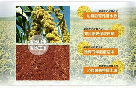 沁县沁州黄