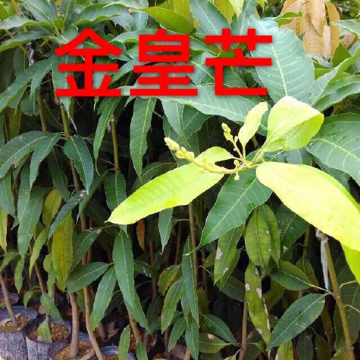 普宁市金煌芒果苗