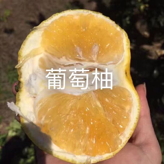梅州葡萄柚苗